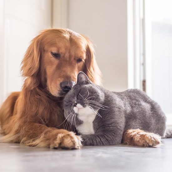 cats, dogs, pets, group, togetherness, isolate