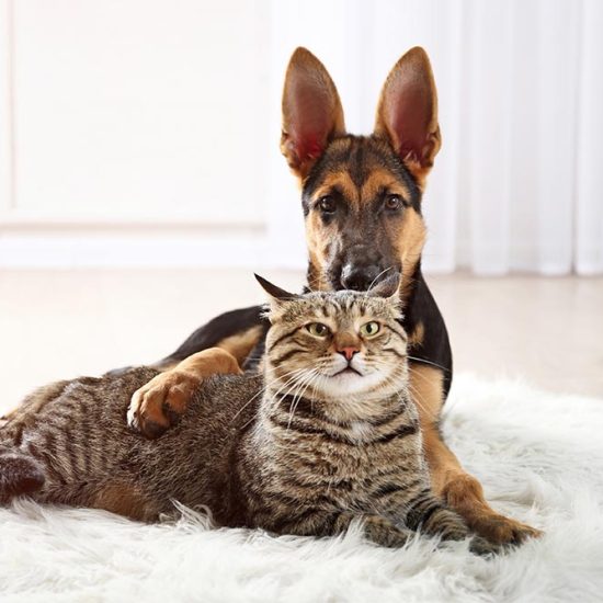 cats, dogs, pets, group, togetherness, isolate