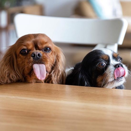 Two funny dogs behind the kitchen table, wiating for food with tongues out